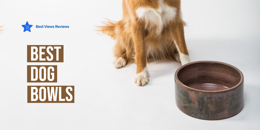 best-dog-bowl