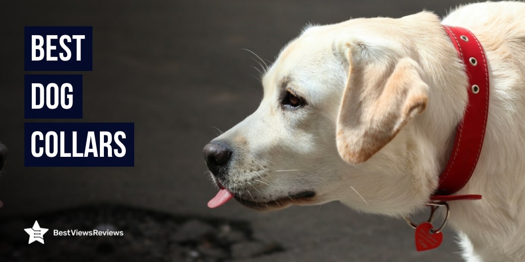 Best Dog Collars